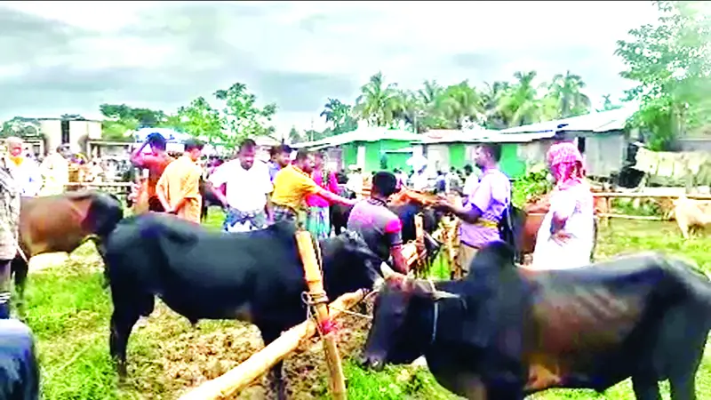 খাগড়াছড়িতে জমে উঠেছে কোরবানি পশুর হাট খাগড়াছড়িতে জমে উঠেছে কোরবানি পশুর হাট