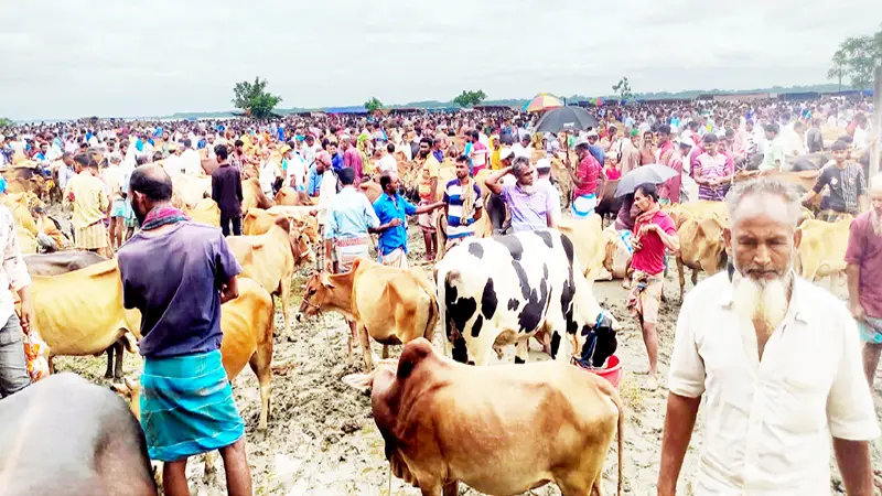 আমতলীর বাজারে গরু বেশি, ক্রেতা কম