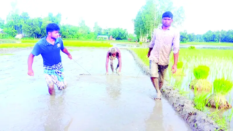 উত্তরাঞ্চলে আমন চাষের প্রস্তুতি উত্তরাঞ্চলে আমন চাষের প্রস্তুতি