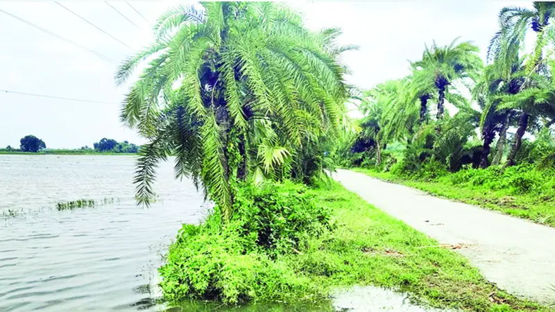 ঝিনাইদহে বিএডিসির খাল এখন কৃষকের গলার কাঁটা ঝিনাইদহে বিএডিসির খাল এখন কৃষকের গলার কাঁটা