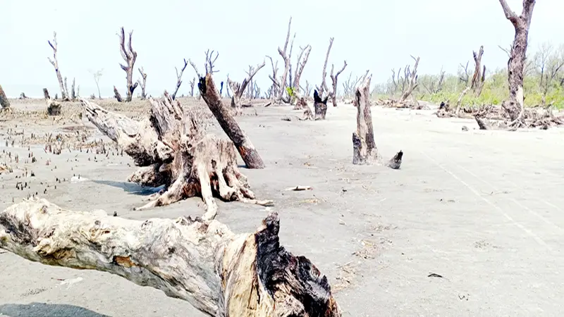 মরা গাছে কুয়াকাটা সৈকত সয়লাব