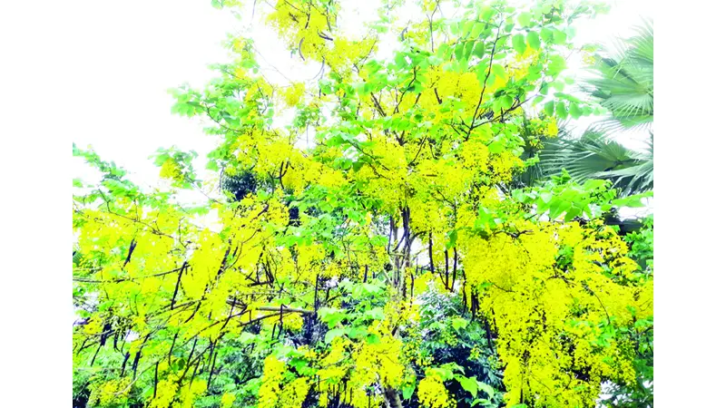 সৌন্দর্য ছড়ানো সোনালু ফুল বিলুপ্তির পথে সৌন্দর্য ছড়ানো সোনালু ফুল বিলুপ্তির পথে