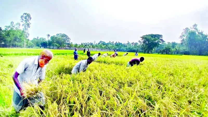 সোনালি ফসলের আক্ষেপ থেকেই গেল সোনালি ফসলের আক্ষেপ থেকেই গেল