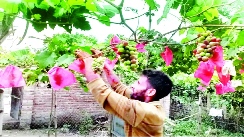লালপুরে বিদেশি আঙুর চাষ লালপুরে বিদেশি আঙুর চাষ