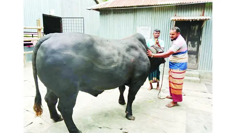 শাহজাদপুরে নজর কেড়েছে জাম্বু শাহজাদপুরে নজর কেড়েছে জাম্বু