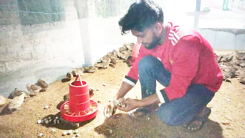 কোয়েল পাখির খামারে লাভবান লালমোহনের সাইফুল কোয়েল পাখির খামারে লাভবান লালমোহনের সাইফুল