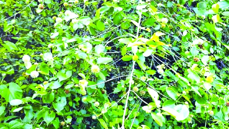 মধুপুর শালবনে দেখা মিলল বিরল প্রজাতির কেলিকদম