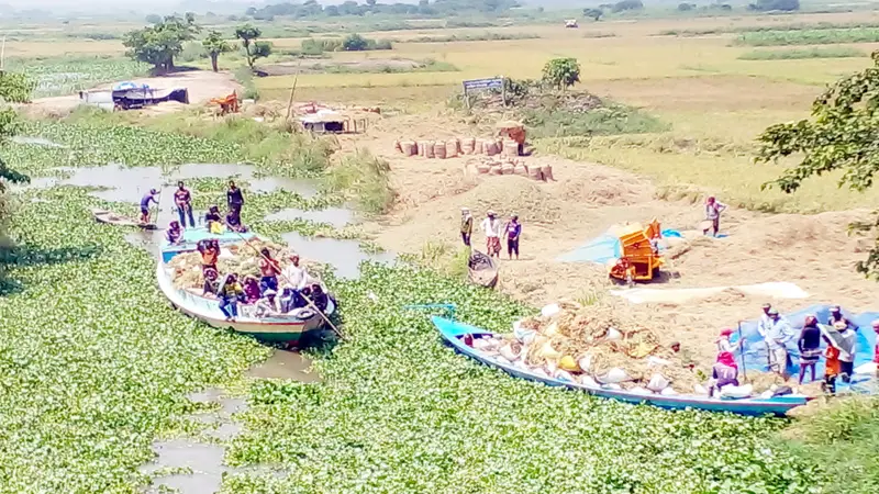 আড়িয়ল বিলের ধান কাটা শুরু