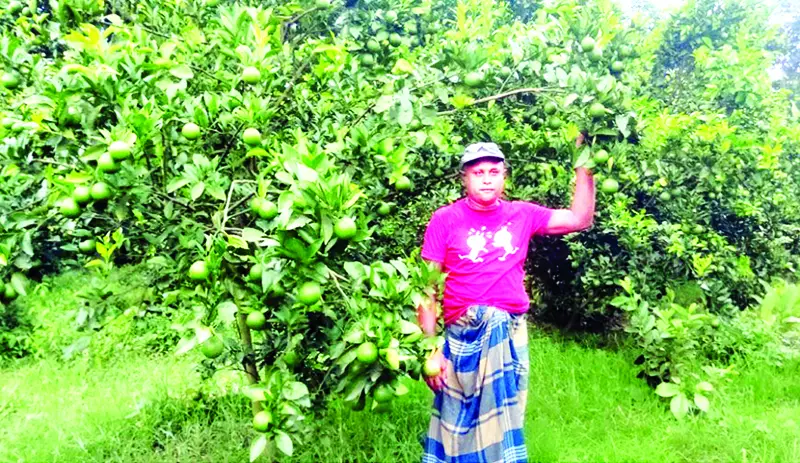 মাল্টার সঙ্গে দোল খাচ্ছে চাষি বিপ্লবের স্বপ্ন মাল্টার সঙ্গে দোল খাচ্ছে চাষি বিপ্লবের স্বপ্ন