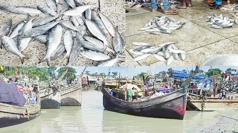 ইলিশের মৌসুমে লোকসানে কলাপাড়ার ট্রলার মালিকরা ইলিশের মৌসুমে লোকসানে কলাপাড়ার ট্রলার মালিকরা