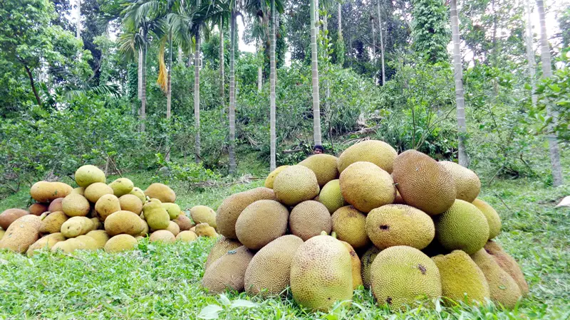 হবিগঞ্জে কাঁঠালের ভালো ফলন হবিগঞ্জে কাঁঠালের ভালো ফলন