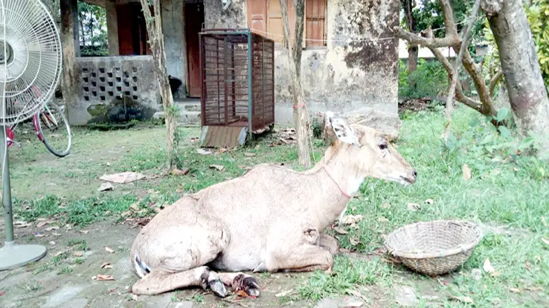 পঞ্চগড় সীমান্তে ভারতীয় নীলগাই উদ্ধার পঞ্চগড় সীমান্তে ভারতীয় নীলগাই উদ্ধার
