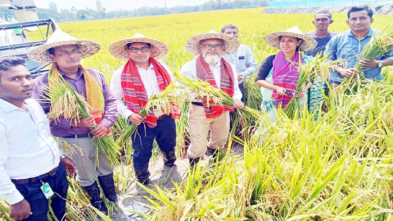 ঠাকুরগাঁওয়ে সমলয় পদ্ধতিতে বোরো ধান কাটা উৎসব ঠাকুরগাঁওয়ে সমলয় পদ্ধতিতে বোরো ধান কাটা উৎসব