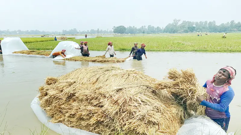 চাটমোহরে আগাম বন্যায় ডুবে গেছে বোরো ক্ষেত