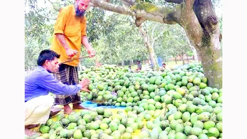 গরমে ক্ষতিগ্রস্ত হাড়িভাঙা আম চাষিরা গরমে ক্ষতিগ্রস্ত হাড়িভাঙা আম চাষিরা