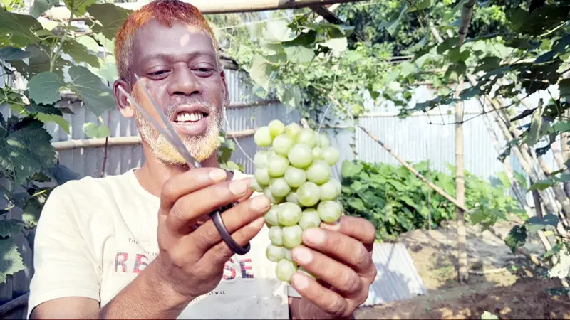 গারো পাহাড়ের মাটিতে আঙুর চাষ খেতে সুস্বাদু, চাহিদাও অনেক গারো পাহাড়ের মাটিতে আঙুর চাষ খেতে সুস্বাদু, চাহিদাও অনেক