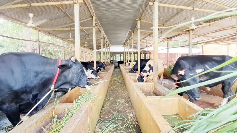 চাঁদপুরে কোরবানির জন্য প্রস্তুত ৬২ হাজার পশু চাঁদপুরে কোরবানির জন্য প্রস্তুত ৬২ হাজার পশু
