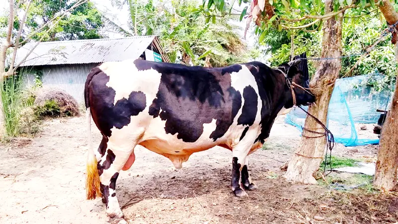 দুর্গাপুরে ১৫ মণের ‘বাহাদুর’ দুর্গাপুরে ১৫ মণের ‘বাহাদুর’