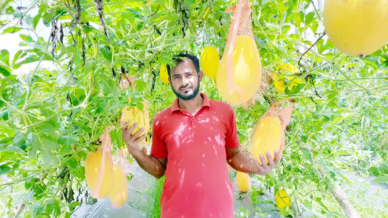 বর্ষায় রসালো তরমুজের আবাদ করলেন কৃষক দুলাল মিয়া বর্ষায় রসালো তরমুজের আবাদ করলেন কৃষক দুলাল মিয়া