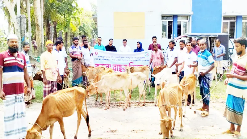 মোরেলগঞ্জে প্রান্তিক জেলেদের মাঝে বকনা বাছুর বিতরণ মোরেলগঞ্জে প্রান্তিক জেলেদের মাঝে বকনা বাছুর বিতরণ