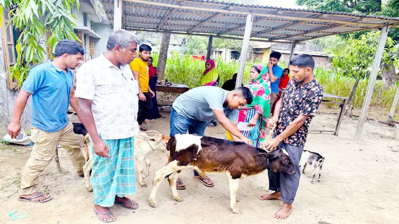 ঠাকুরগাঁওয়ে ঈদের আগে গরুর লাম্পি ভাইরাস ক্ষতিগ্রস্ত খামারিরা ঠাকুরগাঁওয়ে ঈদের আগে গরুর লাম্পি ভাইরাস ক্ষতিগ্রস্ত খামারিরা