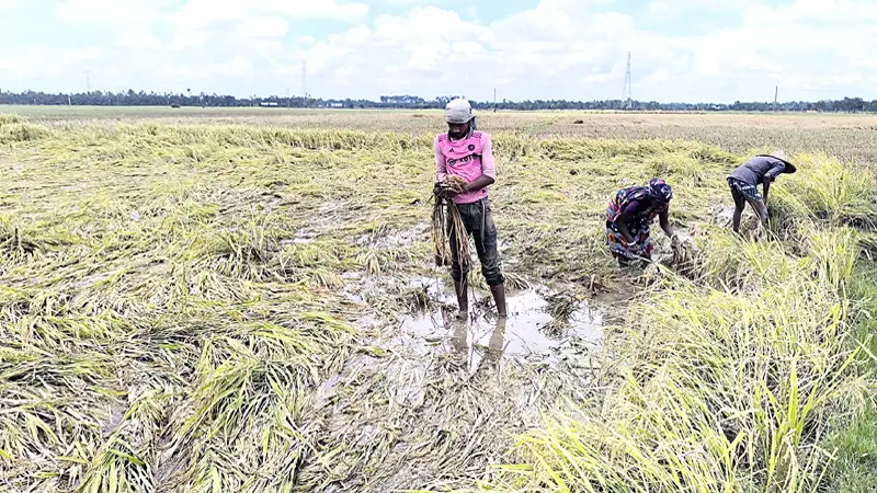 বরেন্দ্র অঞ্চলে ভাসছে কৃষকের স্বপ্ন