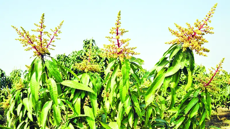 গাছে গাছে সুবাস ছড়াচ্ছে আমের মুকুল গাছে গাছে সুবাস ছড়াচ্ছে আমের মুকুল