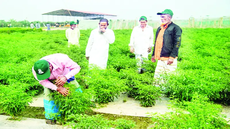 কৃষি গবেষণায় উন্মুক্ত হচ্ছে নতুন দিগন্ত কৃষি গবেষণায় উন্মুক্ত হচ্ছে নতুন দিগন্ত