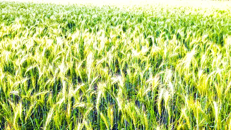 রাজশাহীতে বেড়েছে গমের চাষ, বাম্পার ফলনের আশা রাজশাহীতে বেড়েছে গমের চাষ, বাম্পার ফলনের আশা