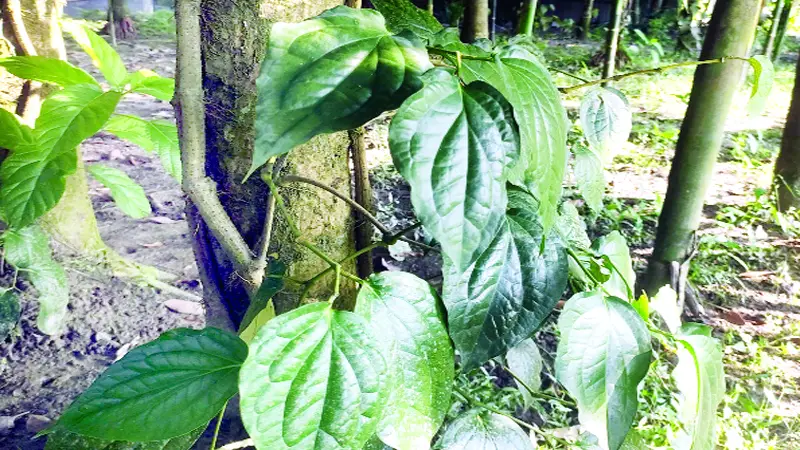 কদর বাড়ছে ঔষধি গুণসম্পন্ন চুইঝালের কদর বাড়ছে ঔষধি গুণসম্পন্ন চুইঝালের