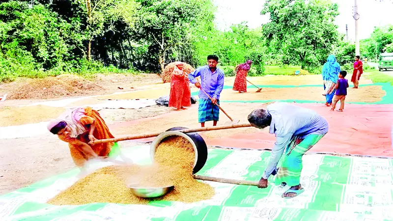 গফরগাঁওয়ে বোরো ধানের বাম্পার ফলনে কৃষকের মুখে হাসি গফরগাঁওয়ে বোরো ধানের বাম্পার ফলনে কৃষকের মুখে হাসি