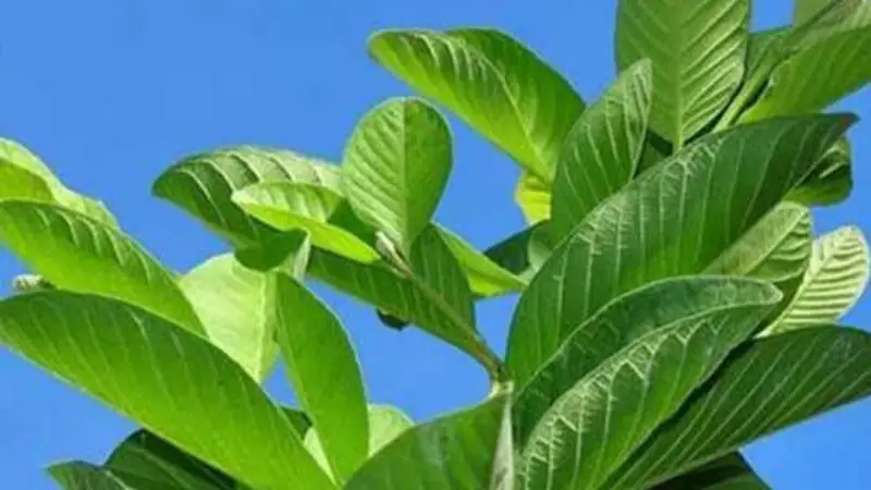 পেয়ারা পাতা: আপনার দৈনন্দিন স্বাস্থ্য রক্ষায় এক সহজ সমাধান পেয়ারা পাতা: আপনার দৈনন্দিন স্বাস্থ্য রক্ষায় এক সহজ সমাধান