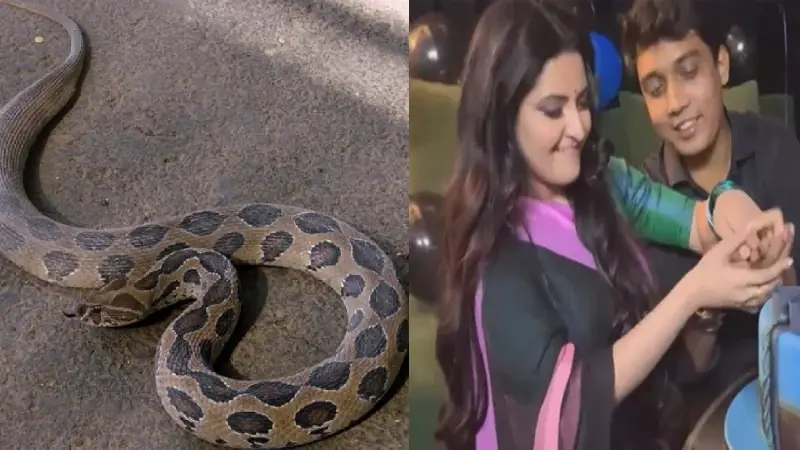 রাসেল ভাইপার বাদ, রাত কাটিয়ে আলোচনায় সাকলায়েন-পরীমনি রাসেল ভাইপার বাদ, রাত কাটিয়ে আলোচনায় সাকলায়েন-পরীমনি