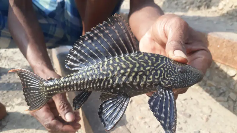 বুড়িগঙ্গার সাকার ফিশ ‘সাফ’ করার মিশনে ফজলু মিয়া! বুড়িগঙ্গার সাকার ফিশ ‘সাফ’ করার মিশনে ফজলু মিয়া!