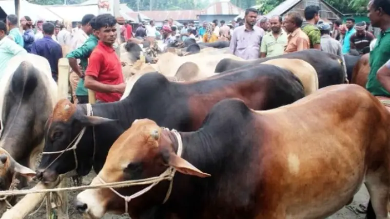 ঈদ উল আযহায় কোরবানির জন্য গাইবান্ধায় ১ লাখ ৯৬ হাজার গবাদিপশু প্রস্তুত