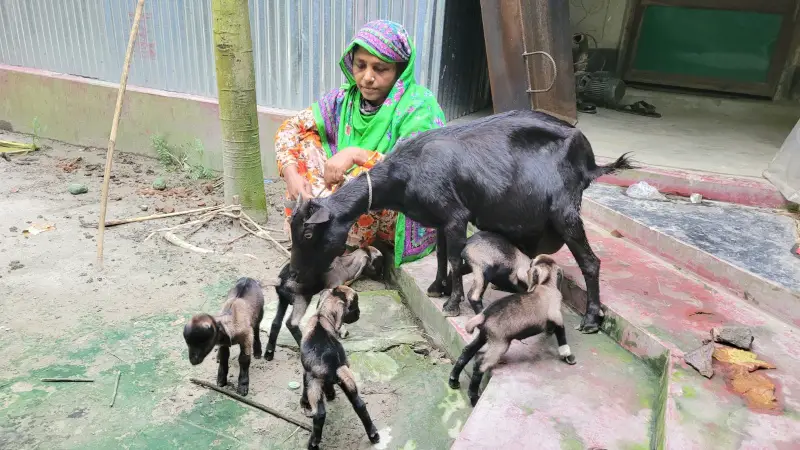 ফুলবাড়ীতে এক ছাগলের ৫ বাচ্চা ! ফুলবাড়ীতে এক ছাগলের ৫ বাচ্চা !