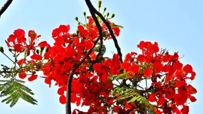 গ্রীষ্মের প্রকৃতিকে অপরূপ সাজে সাজিয়েছে কৃষ্ণচূড়া ফুল, দেখলেই মন জুড়িয়ে যায় গ্রীষ্মের প্রকৃতিকে অপরূপ সাজে সাজিয়েছে কৃষ্ণচূড়া ফুল, দেখলেই মন জুড়িয়ে যায়