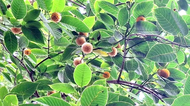 প্রচণ্ড তাপদাহের মাঝেও কদম ফুলের মুগ্ধতা: জানাচ্ছে, ‘আগুন নেভাতে আসছি’ প্রচণ্ড তাপদাহের মাঝেও কদম ফুলের মুগ্ধতা: জানাচ্ছে, ‘আগুন নেভাতে আসছি’