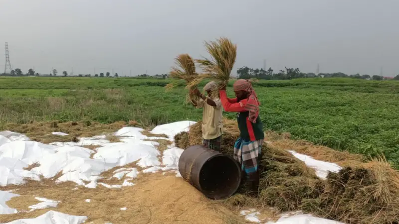 কেরানীগঞ্জে বোরো ধানের বাম্পার ফলনে কৃষকের মুখে হাসি কেরানীগঞ্জে বোরো ধানের বাম্পার ফলনে কৃষকের মুখে হাসি