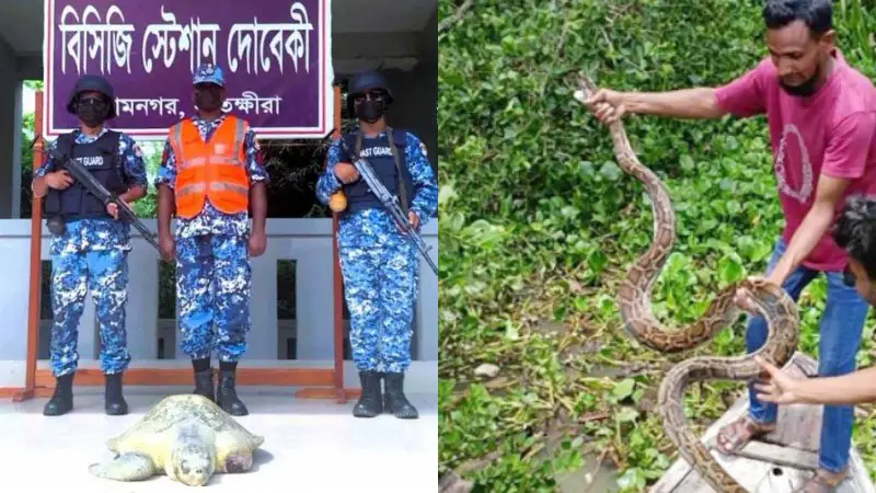 বাগেরহাটে অজগর ও আহত কচ্ছপ উদ্ধার, বনে অবমুক্ত