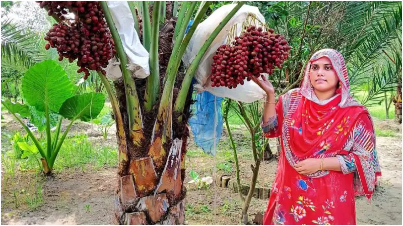 কেশবপুরে প্রথম সৌদি খেজুর উৎপাদনে নারী উদ্যোক্তার সফলতা কেশবপুরে প্রথম সৌদি খেজুর উৎপাদনে নারী উদ্যোক্তার সফলতা