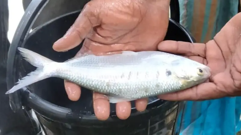 কলাপাড়ায় ইউএনওর পুকুরে ধরা পড়ল জীবন্ত ইলিশ