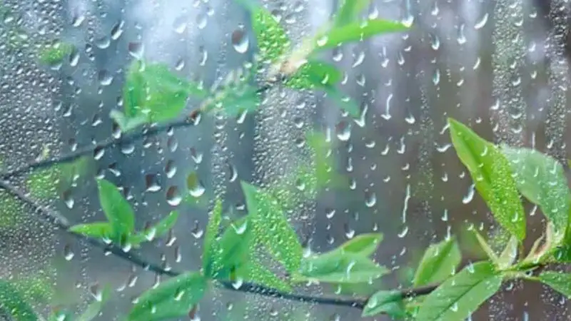 যে দুই বিভাগে হতে পারে ভারী বৃষ্টি যে দুই বিভাগে হতে পারে ভারী বৃষ্টি