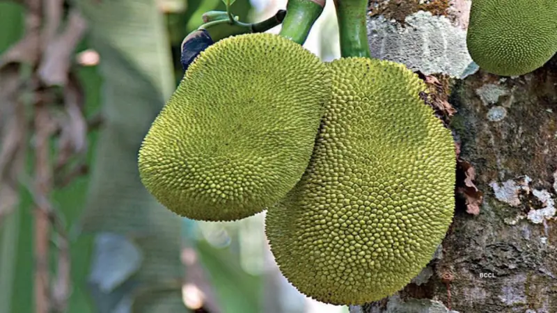 অবিশ্বাস্য স্বাস্থ্যগুণে ভরপুর কাঁচা কাঁঠাল – আপনি জানেন? অবিশ্বাস্য স্বাস্থ্যগুণে ভরপুর কাঁচা কাঁঠাল – আপনি জানেন?