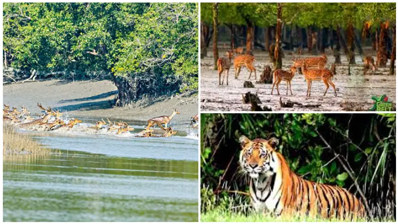 সুন্দরবন: প্রাণ-প্রকৃতির অব্যর্থ রক্ষাকবচ সুন্দরবন: প্রাণ-প্রকৃতির অব্যর্থ রক্ষাকবচ