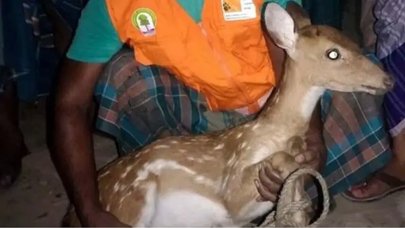 সুন্দরবনে খাবার পানির সংকট, লোকালয়ে বণ্যপ্রাণী সুন্দরবনে খাবার পানির সংকট, লোকালয়ে বণ্যপ্রাণী
