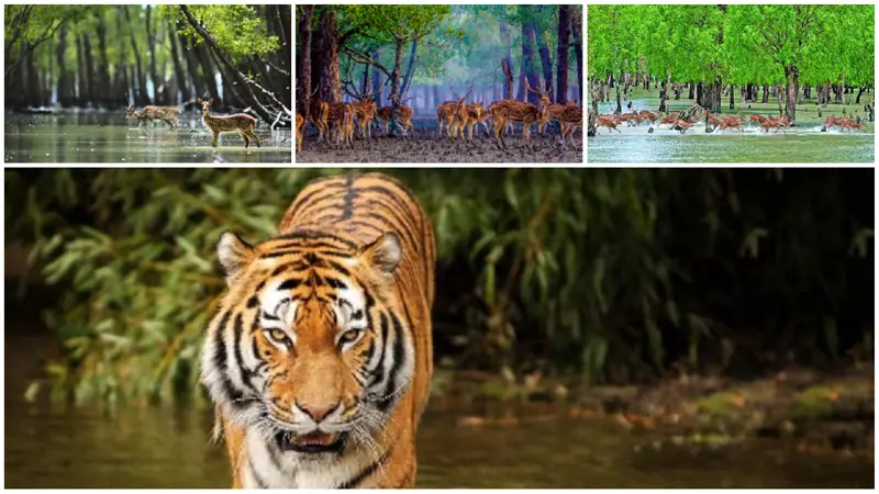 সুন্দরবন : বাংলাদেশের প্রকৃত রক্ষাকবচ
