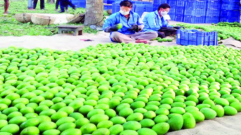 সাতক্ষীরার আম ইউরোপের বাজারে সাতক্ষীরার আম ইউরোপের বাজারে