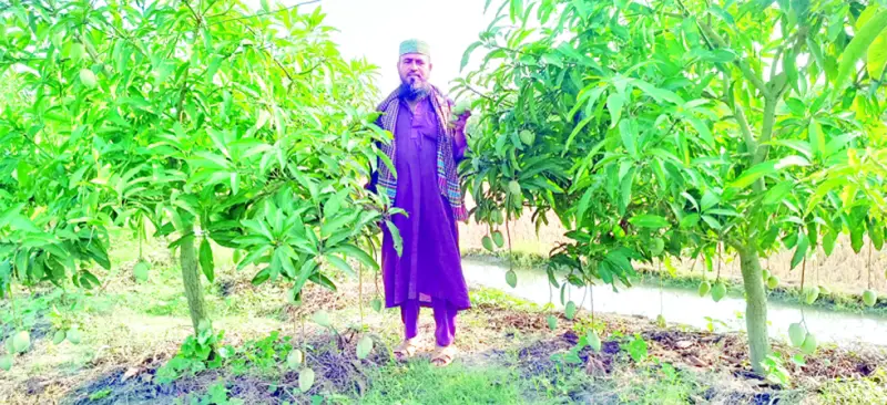 আমের কারবারে চাঙ্গা রাজশাহীর অর্থনীতি আমের কারবারে চাঙ্গা রাজশাহীর অর্থনীতি
