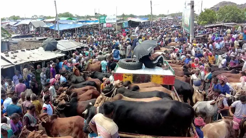 কুরবানির ঈদ বাজারের বাস্তবতা কুরবানির ঈদ বাজারের বাস্তবতা